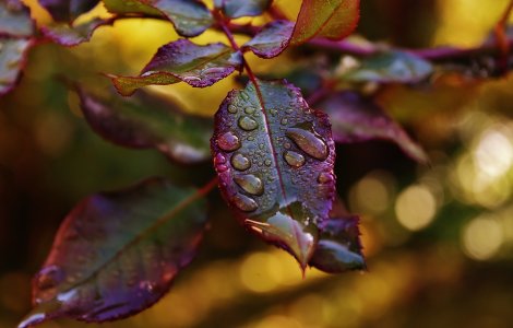Ploi insemnate cantitativ si averse in aproape toata tara, pana vineri dimineata