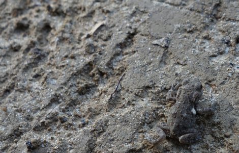  Top  10 animale care pot trece cu usurinta neobservate