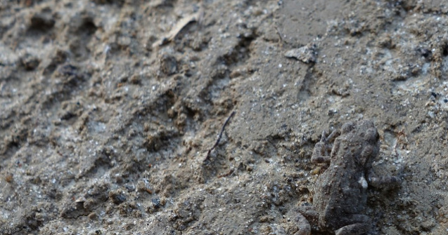  Top  10 animale care pot trece cu usurinta neobservate