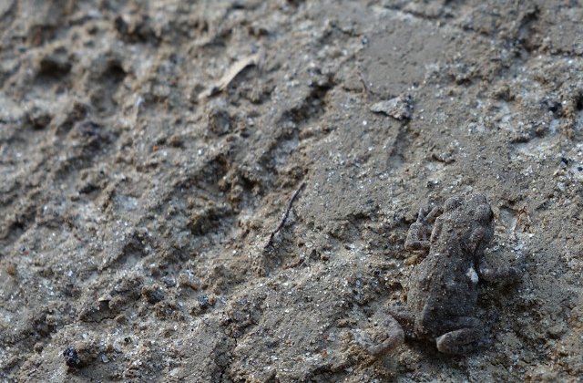 10 animale care pot trece cu usurinta neobservate