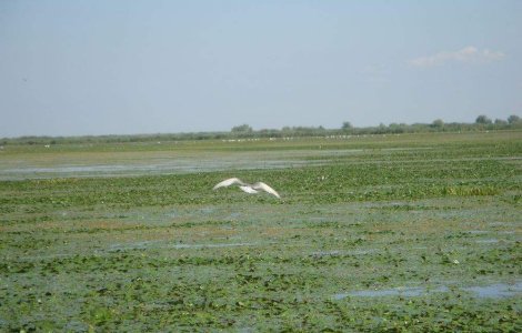 Zbor de salvare in Delta Dunarii