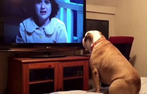  Video  Cum reactioneaza acest caine atunci cand se uita la un film horror