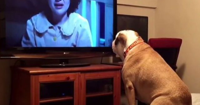 Cum reactioneaza acest caine atunci cand se uita la un film horror