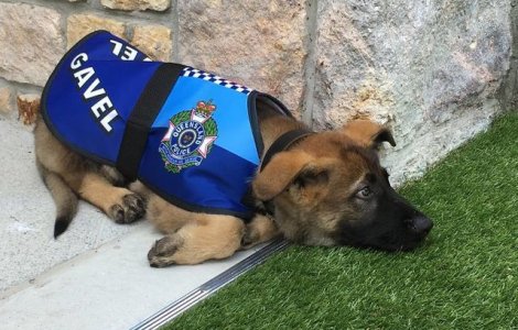 Un caine politist a fost concediat pentru ca era prea prietenos