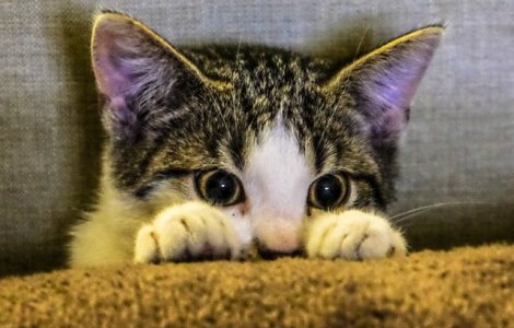  Top  10 motive pentru care pisicile sunt cele mai bune animale de companie