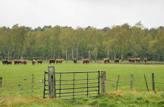 Germania va trebui sa sacrifice animalele din fermele contaminate cu dioxina