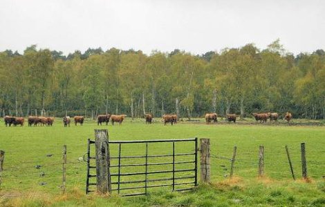 Germania va trebui sa sacrifice animalele din fermele contaminate cu dioxina
