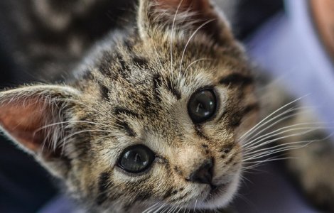  Top  Top 10 pui de animale care iti vor insenina ziua