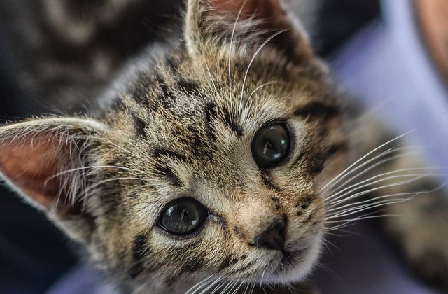 Top 10 pui de animale care iti vor insenina ziua