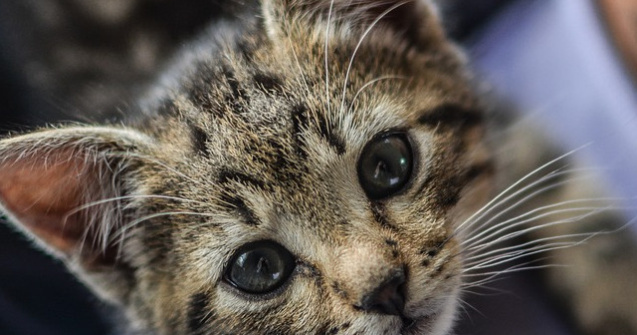  Top  Top 10 pui de animale care iti vor insenina ziua