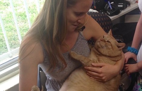 O pisica de 16 kg a intrat la cura de slabire