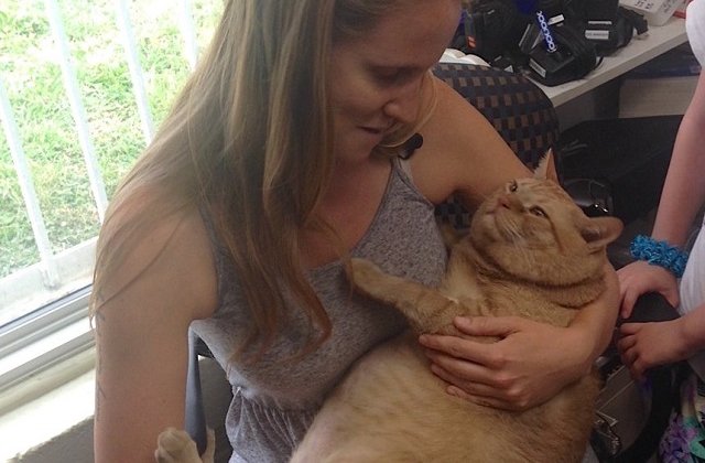 O pisica de 16 kg a intrat la cura de slabire