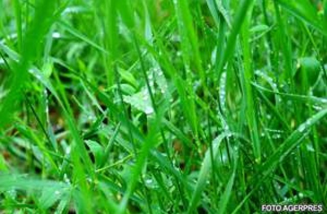 Mai avem nevoie si de iarba
