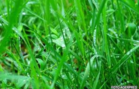 Mai avem nevoie si de iarba