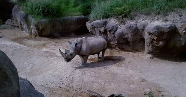 Record de rinoceri ucisi, in 2010, in Africa de Sud