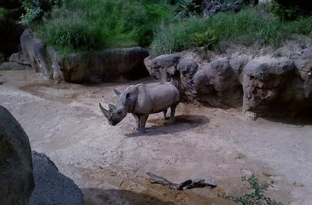 Record de rinoceri ucisi, in 2010, in Africa de Sud