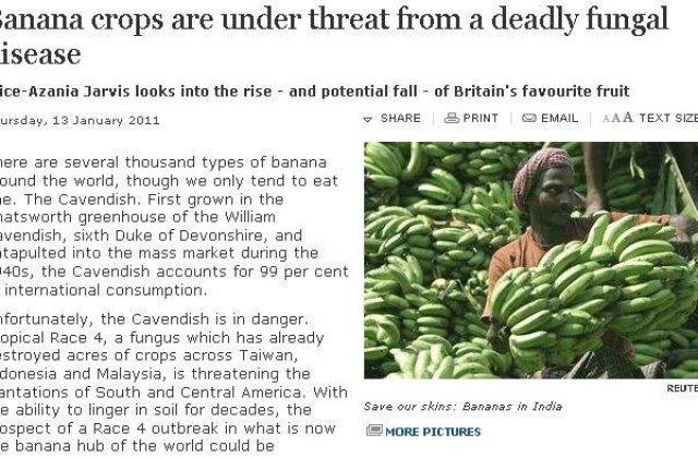 Bananele, pe cale de disparitie?
