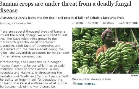 Bananele, pe cale de disparitie?