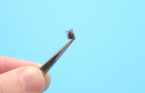  Top  Ce sa faci daca esti muscat de o capusa: 8 sfaturi utile