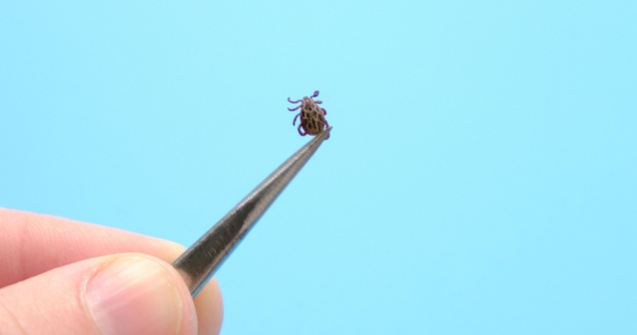  Top  Ce sa faci daca esti muscat de o capusa: 8 sfaturi utile