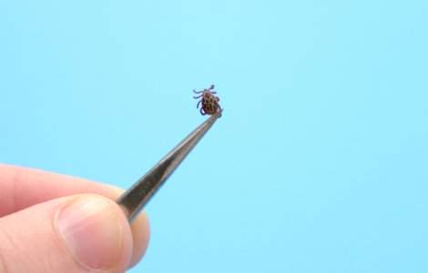  Top  Ce sa faci daca esti muscat de o capusa: 8 sfaturi utile