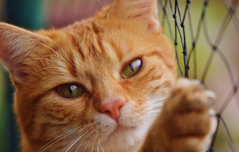 Istoria relatiei dintre pisici si oameni. Cand au aparut pisicile in Romania