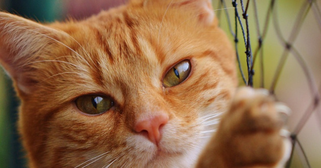 Istoria relatiei dintre pisici si oameni. Cand au aparut pisicile in Romania