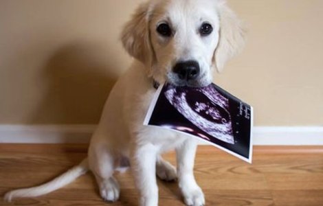  Top  9 imagini care arata cat de atasati sunt copiii de cainii lor