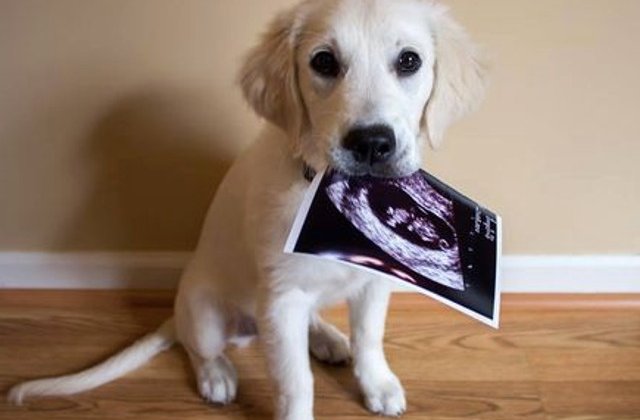 9 imagini cu cele mai frumoase prietenii dintre copii si cainii lor