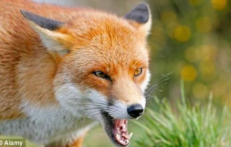 O vulpe a impuscat un vanator