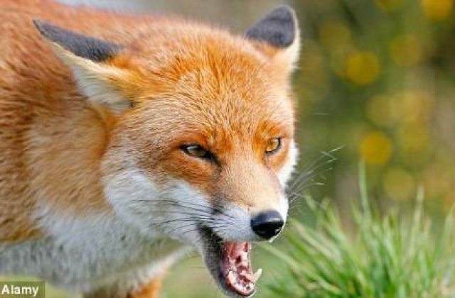 O vulpe a impuscat un vanator