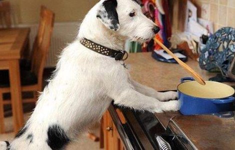  Video  Harvey, cainele bun la toate!