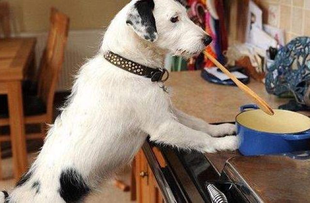 [VIDEO] Harvey, cainele bun la toate!