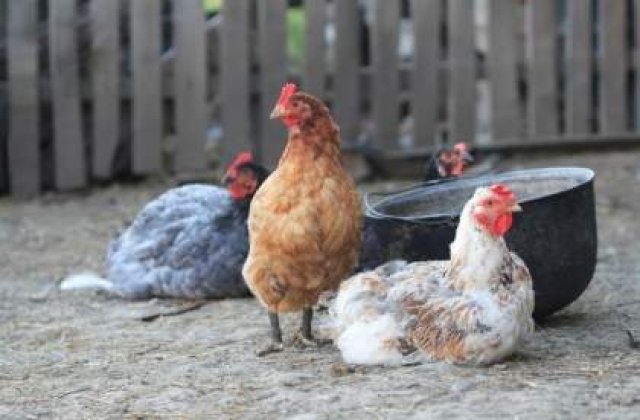 Britanicii creeaza pui rezistenti la gripa aviara!