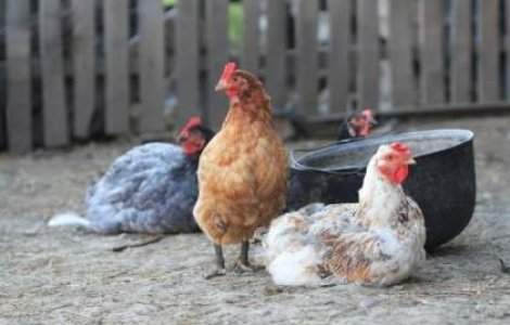 Britanicii creeaza pui rezistenti la gripa aviara!