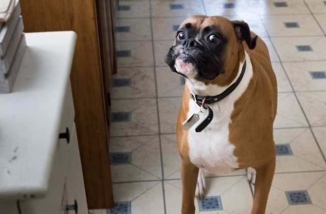 9 caini "fiorosi" care se sperie de cele mai banale lucruri