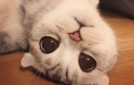 Vedeta pe Instagram, "Hana Kitty" a impresionat pe toata lumea