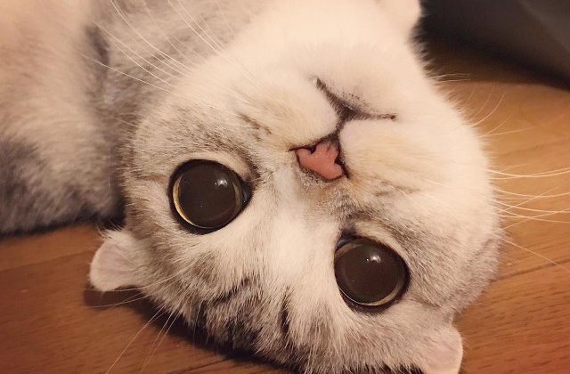 Vedeta pe Instagram, "Hana Kitty" a impresionat pe toata lumea cu privirea ei