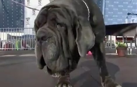 O femela de mastiff napoletan, desemnata cel mai urat caine din lume in 2017 / VIDEO