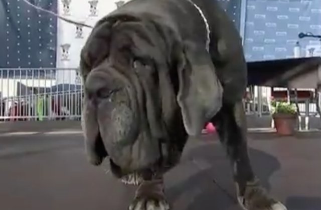 O femela de mastiff napoletan, desemnata cel mai urat caine din lume in 2017 / VIDEO
