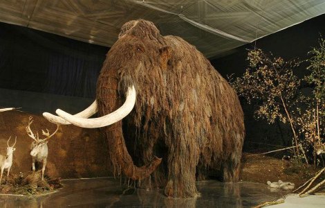 Japonezii vor sa cloneze un Mamut