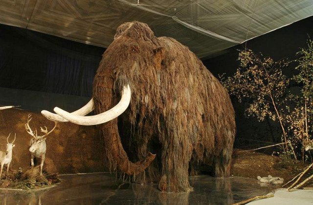 Japonezii vor sa cloneze un Mamut