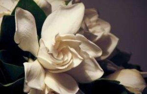  Top  Revolutii si revolte cu denumiri de flori sau culori