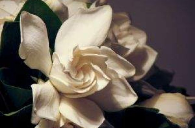 Revolutii si revolte cu denumiri de flori sau culori