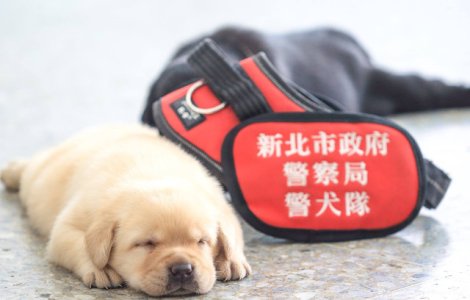  Top  Imagini: Catelusii politiei din Taiwan au fascinat internetul