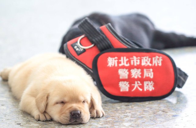 Imagini: Catelusii politiei din Taiwan au fascinat internetul