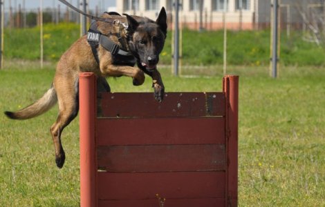Unul dintre cei mai performanti caini ai Vamii Romane, iese la pensie