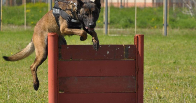Unul dintre cei mai performanti caini ai Vamii Romane, iese la pensie