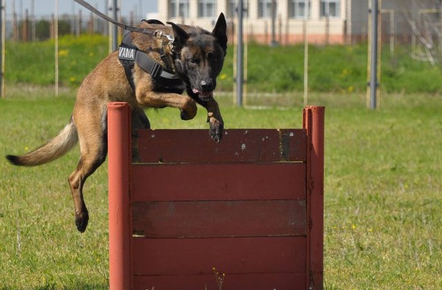 Sid, unul dintre cei mai performanti caini ai Vamii Romane, iese la pensie