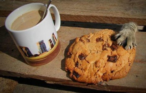  Top  10 animale obraznice, prinse in flagrant de stapanii lor